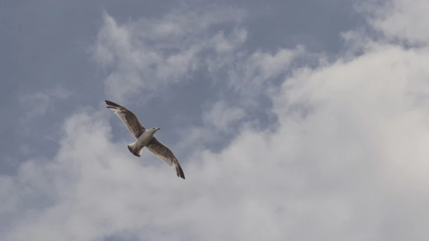 a large bird flying through the blue sky with some clouds
