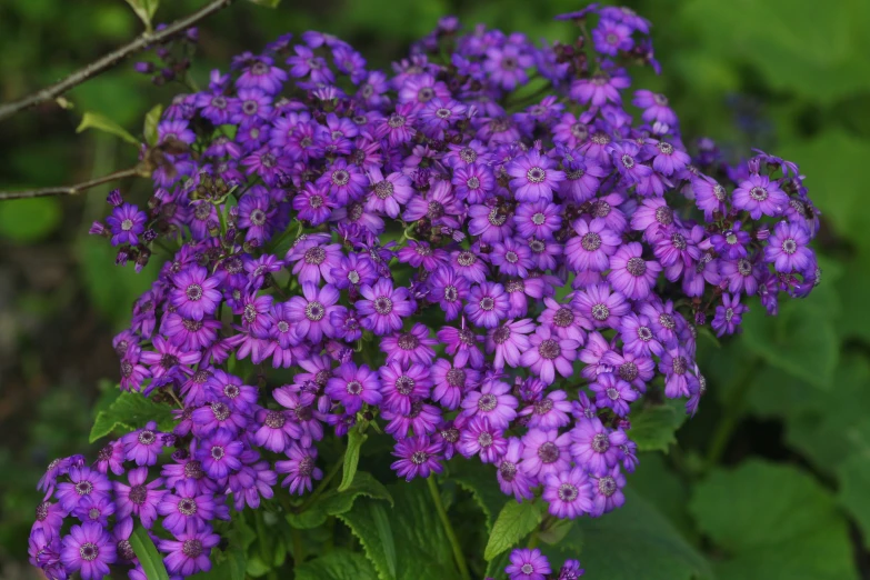 purple flowers that are growing on some green grass