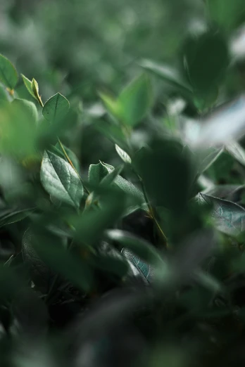 a blurred po of green leaves on a plant