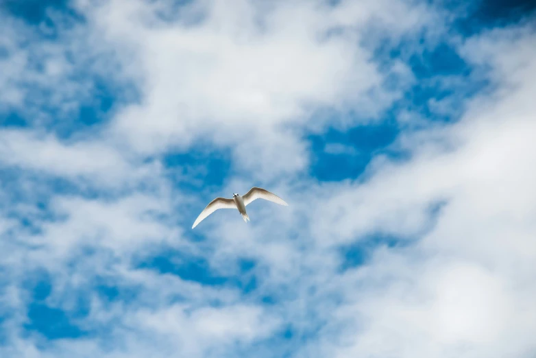 an animal flying in the air during a cloudy day