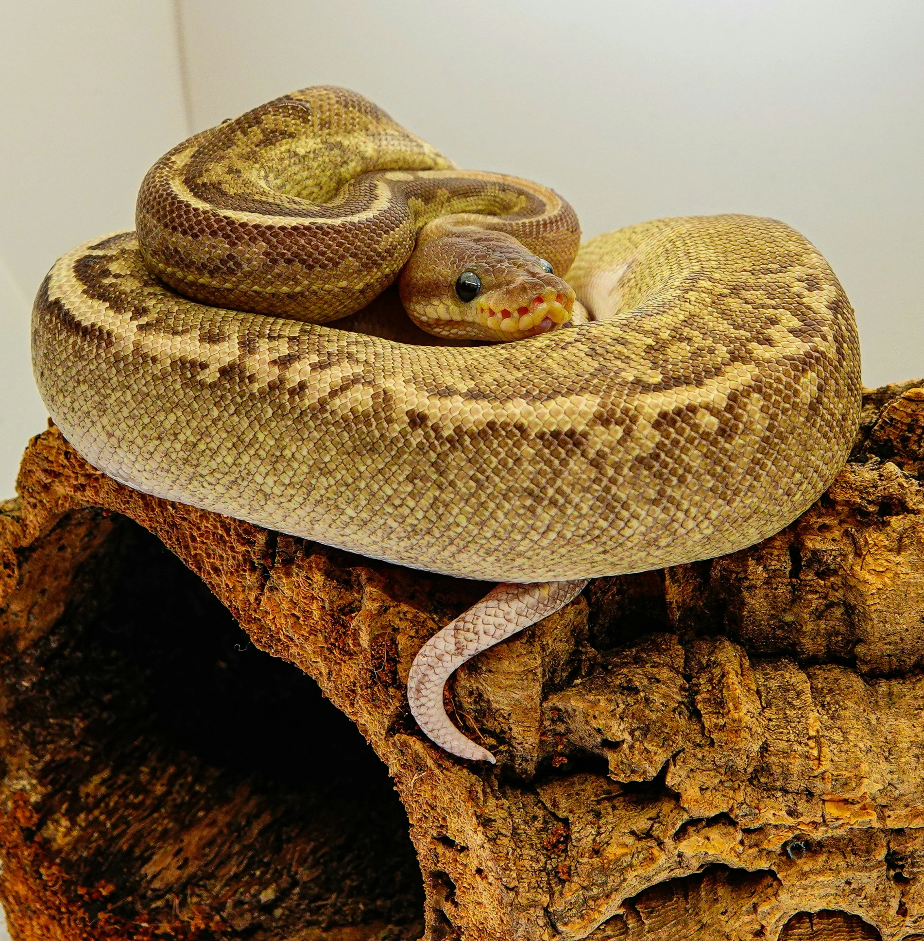 two snake skins that are curled together on a wood