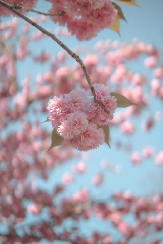 a tree with lots of pink flowers hanging in the air