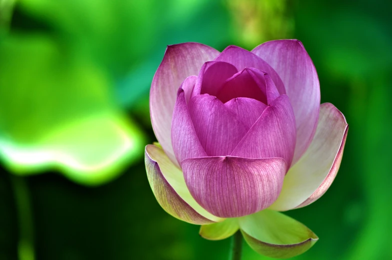 a large pink lotus flower with lots of leaves