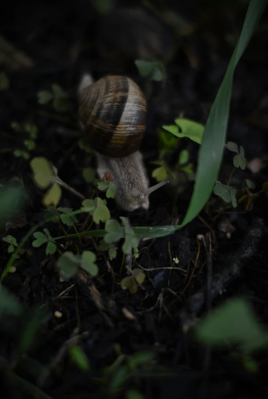 a little snail sitting on top of a grass covered ground