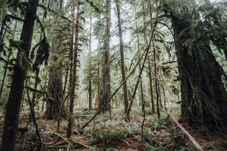 a lush, shady wooded area is dotted with tall trees