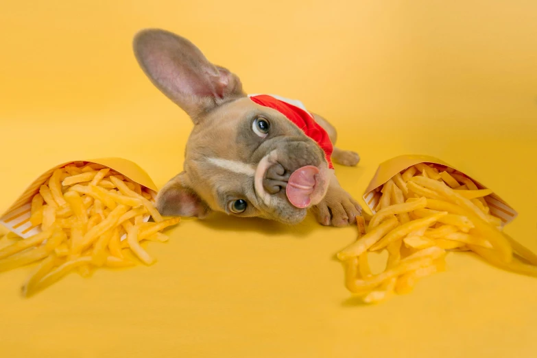 a bunny rabbit with his tongue hanging out and pasta on the ground