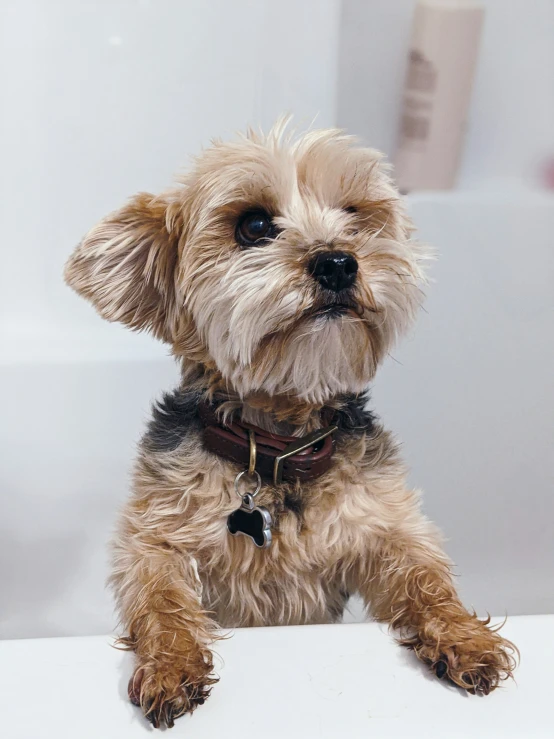 this is a furry little dog sitting on a bench