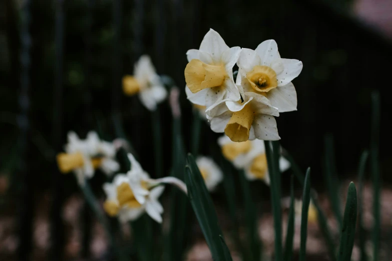 some very pretty white and yellow flowers in the grass