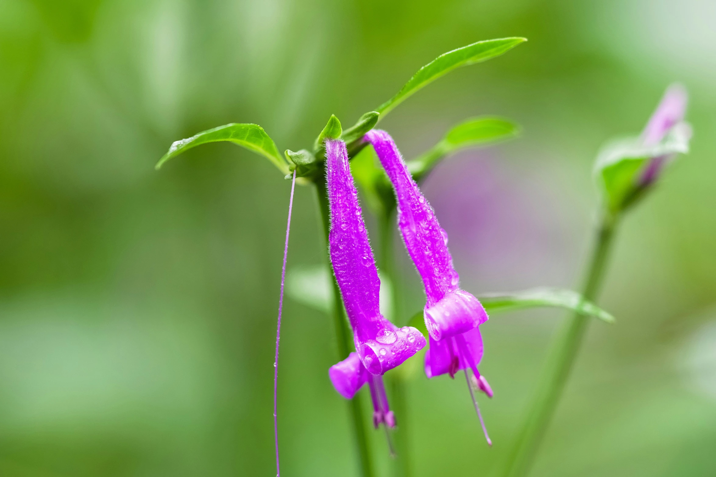 a very pretty purple flower with some water droplets