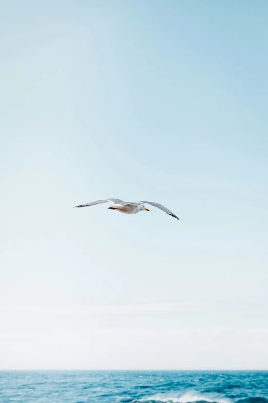an oceangull flying over the ocean with it's wings spread
