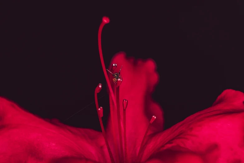 the center of a large flower with drops of water on it