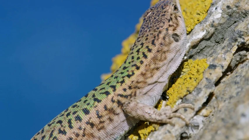 a small lizard sitting on top of a stone