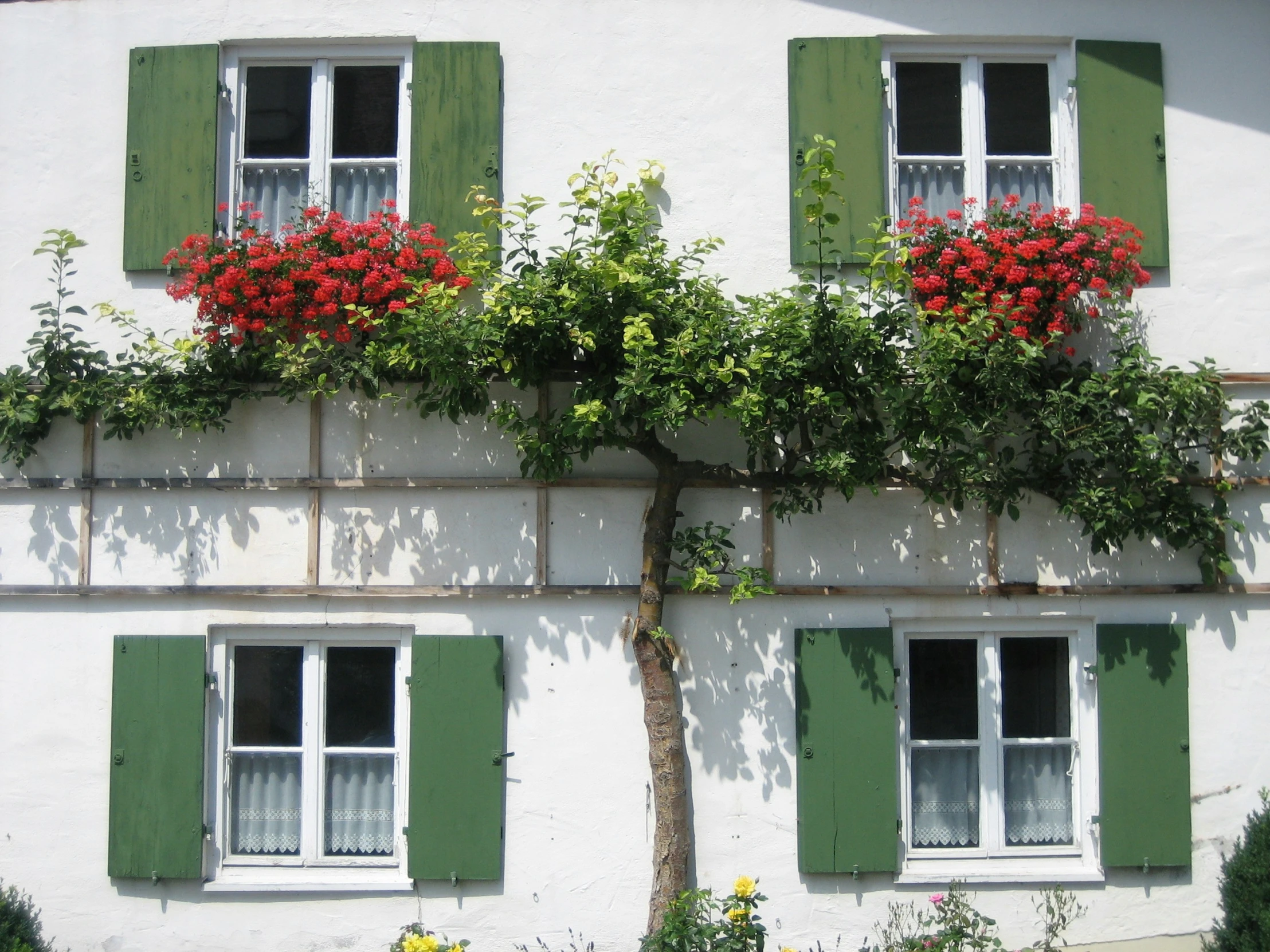 two windows with shutters on the side of a building and some flowers are growing on a tree