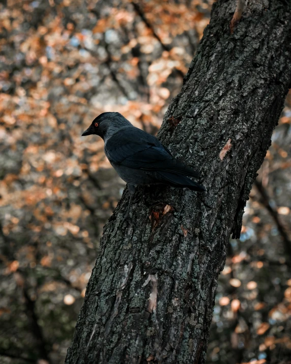 a black bird is sitting on a tree