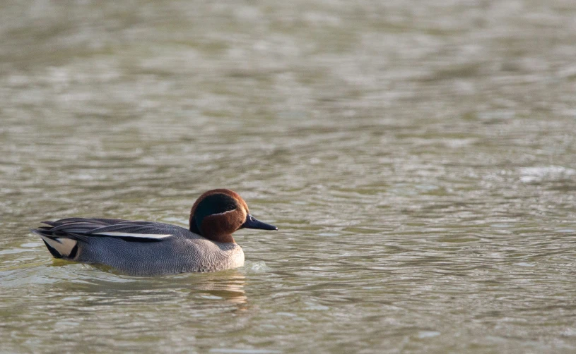 a bird swimming on top of water on a lake