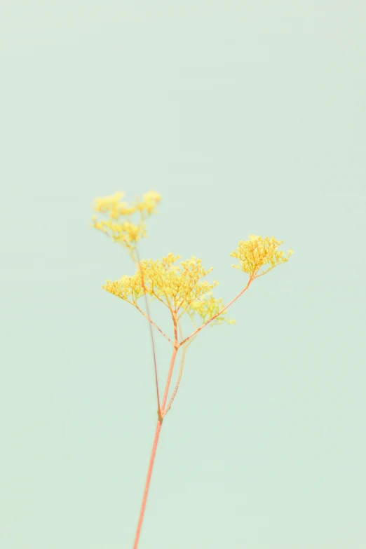 yellow flowers with clear blue sky in the background