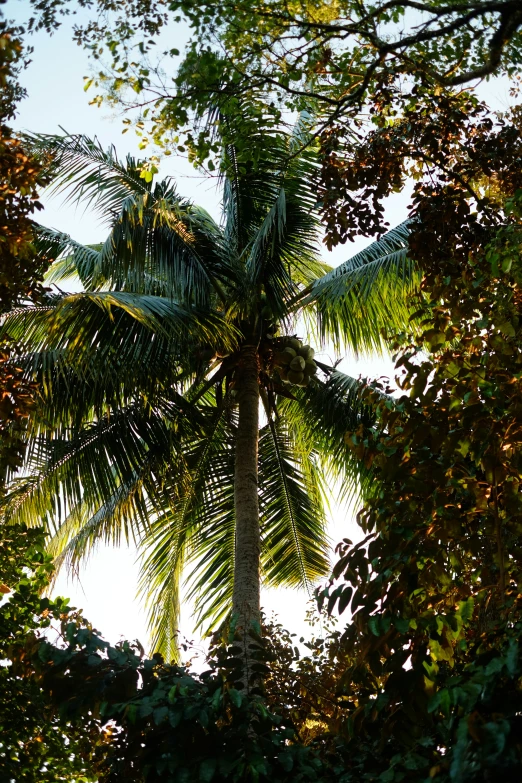 a palm tree from beneath through the leaves