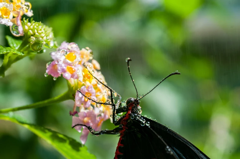 a erfly sitting on a pink flower in the rain