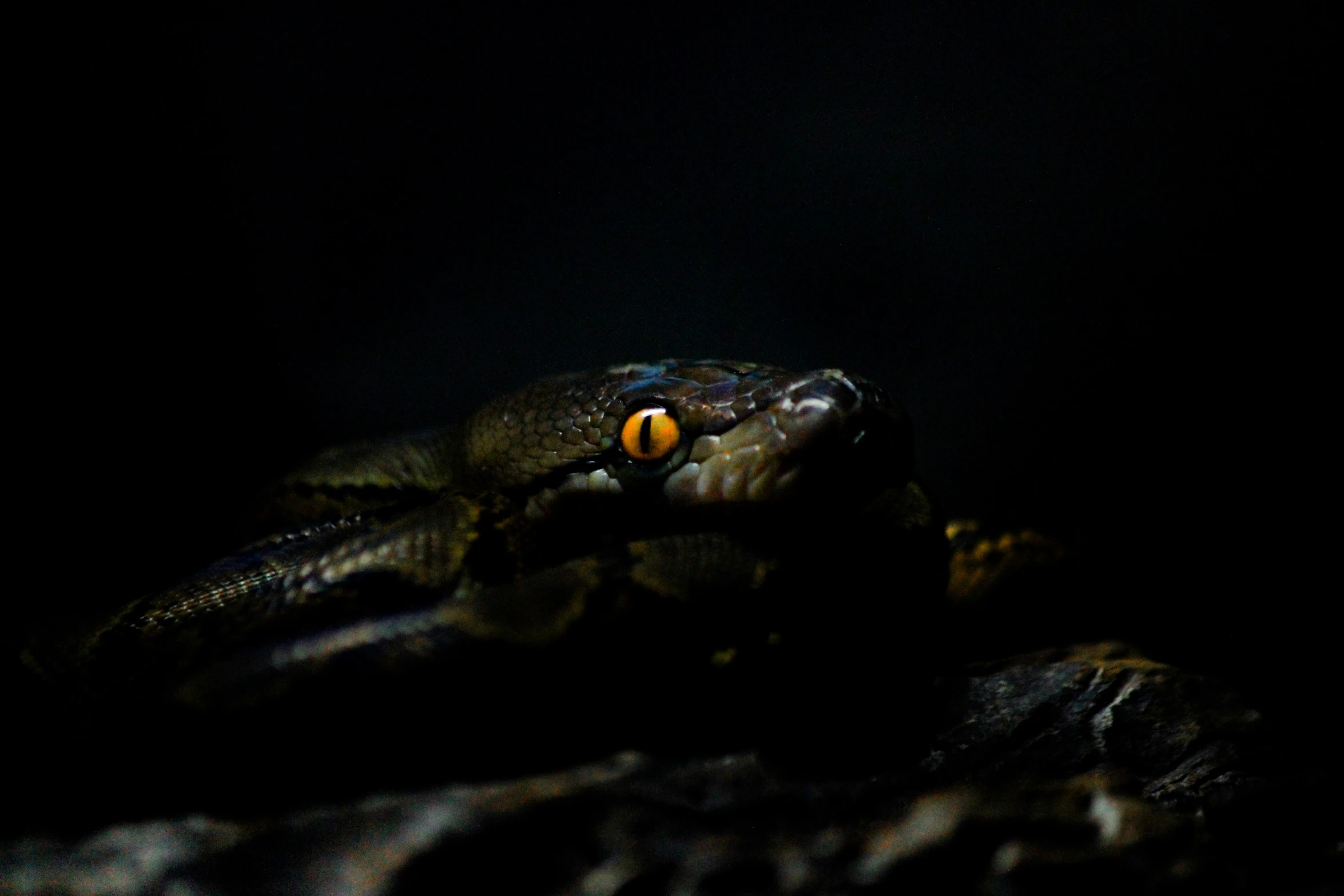 a very large looking lizard with glowing eyes