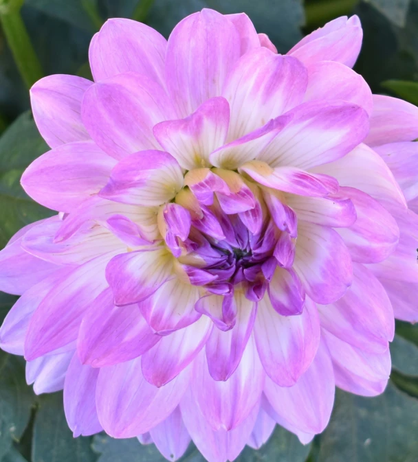 an up close po of a pink flower