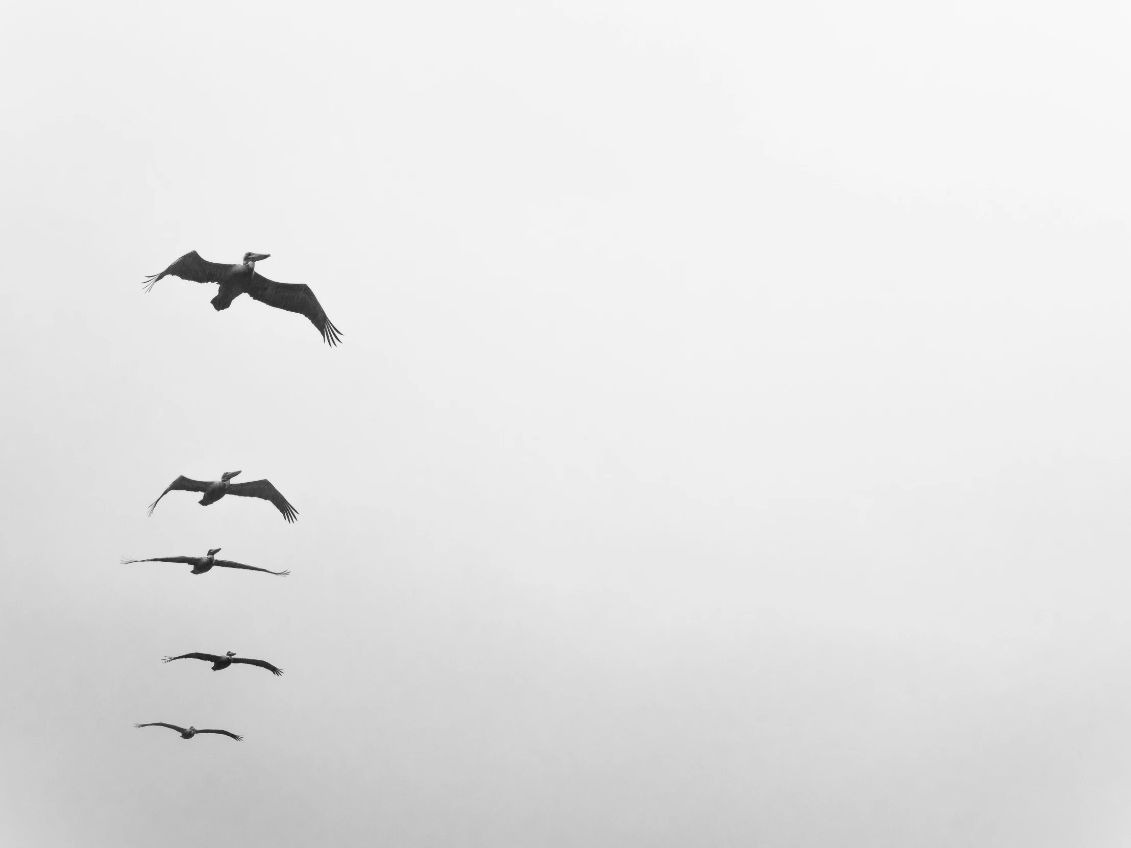 birds flying above in the air over a beach