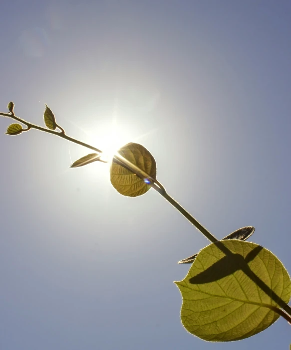 the sun shines behind the single plant that is dying