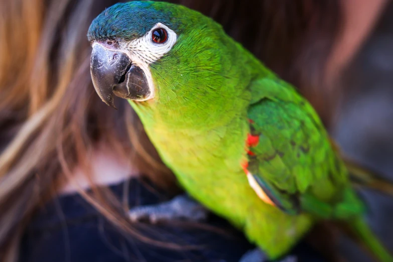 a green parrot sitting on top of a person's shoulder