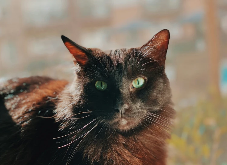 a black cat with green eyes sitting on a ledge