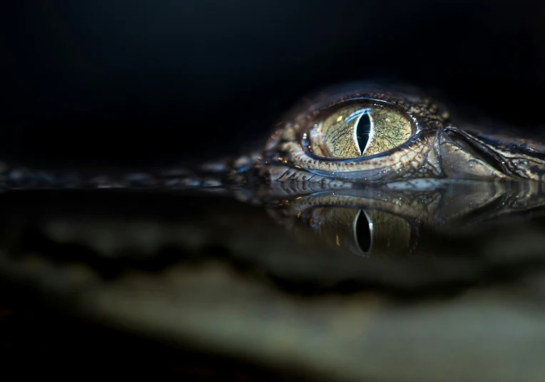 a crocodile's eye reflected in a pool of water