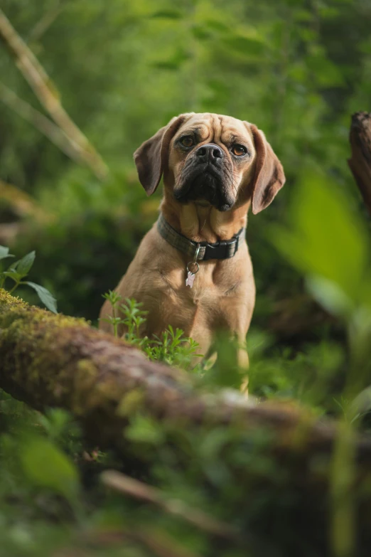 a small dog is sitting in the forest