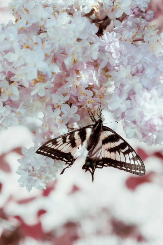 a erfly sitting on top of white flowers