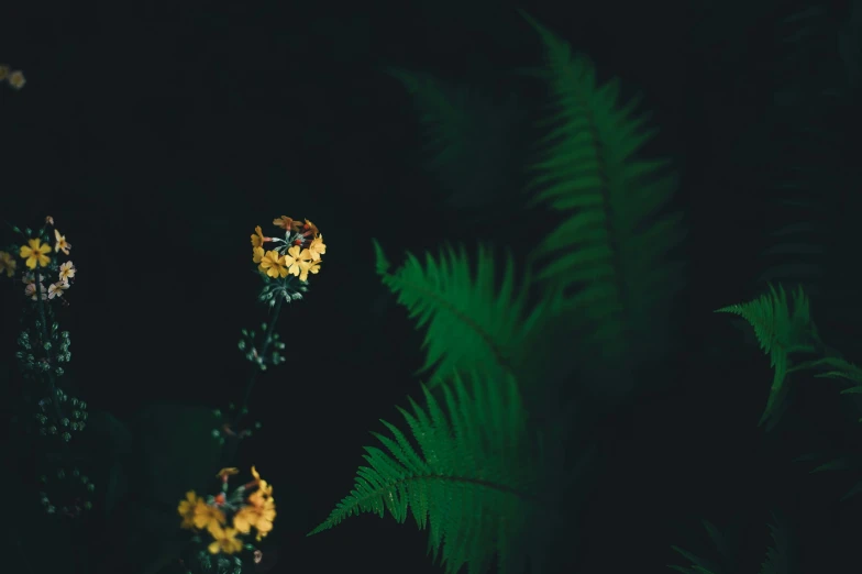 a black wall with some yellow flowers and green leaves