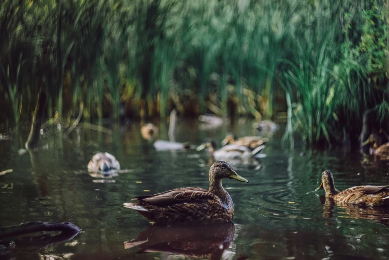 ducks and ducklings swim in a pond with grass