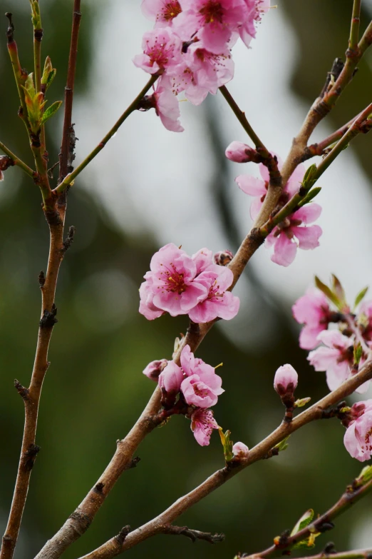 small pink flowers in the nches of a tree