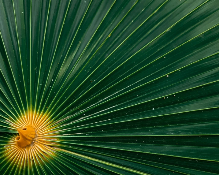 an abstract view of the inside of a leaf