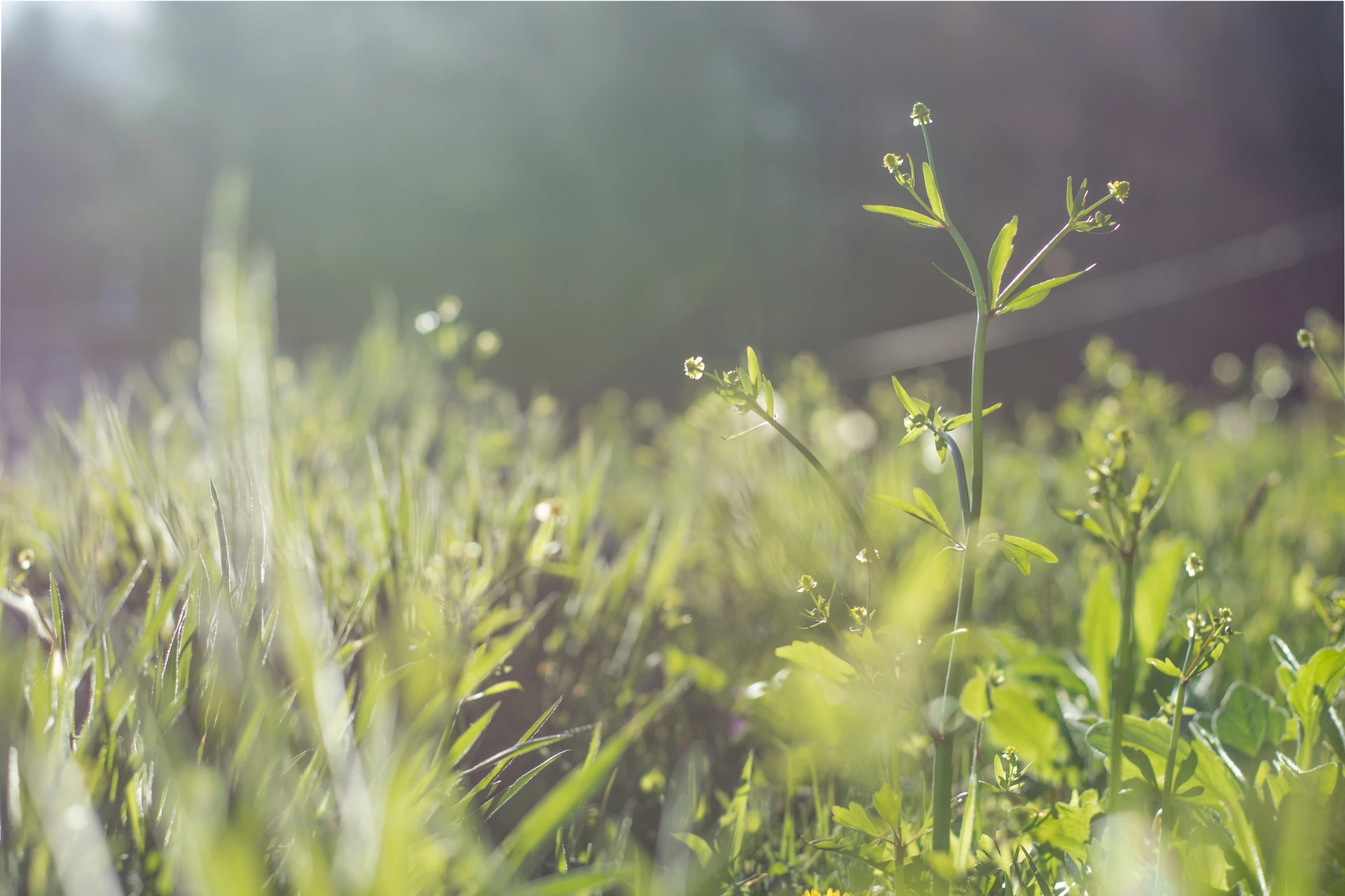 a field with the sun shining on grass