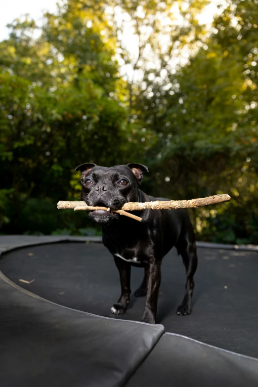 a black dog carrying soing in it's mouth