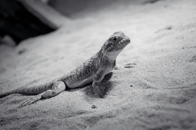 a black and white po of a small lizard on sand
