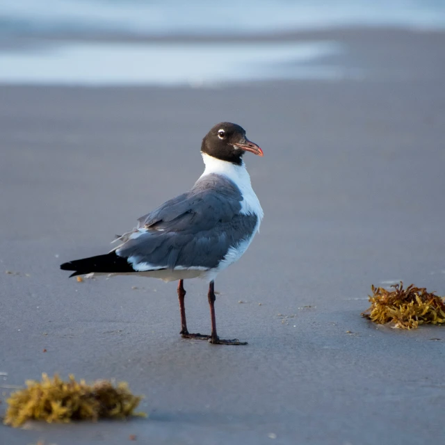 bird on beach next to grass and water