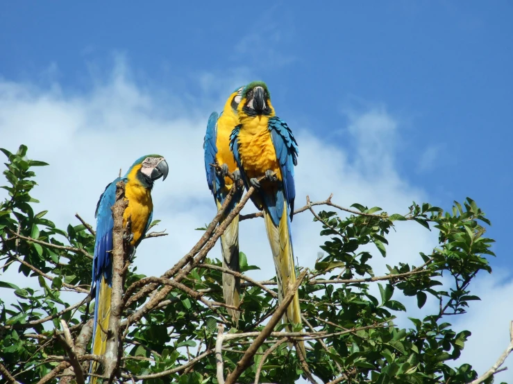 two parrots on the nches of a tree