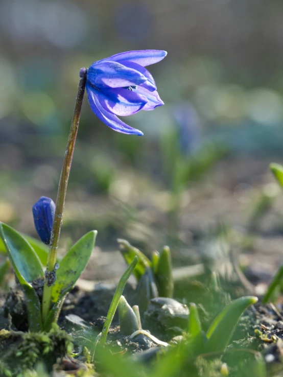 a blue flower is in the grass