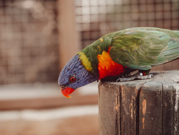 a colorful bird perched on a tree stump