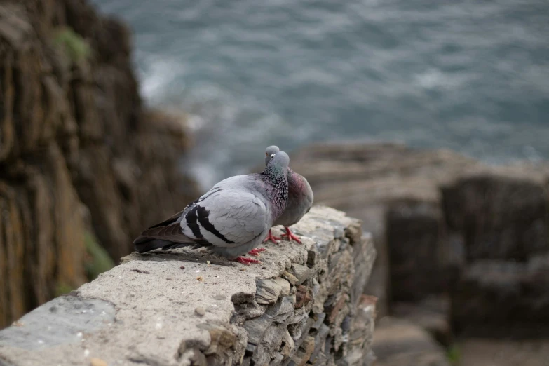 a bird standing on top of a stone wall next to the ocean