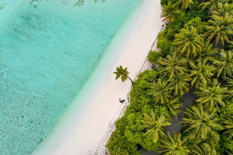 an overhead s of an aerial view of an island with palm trees and clear water