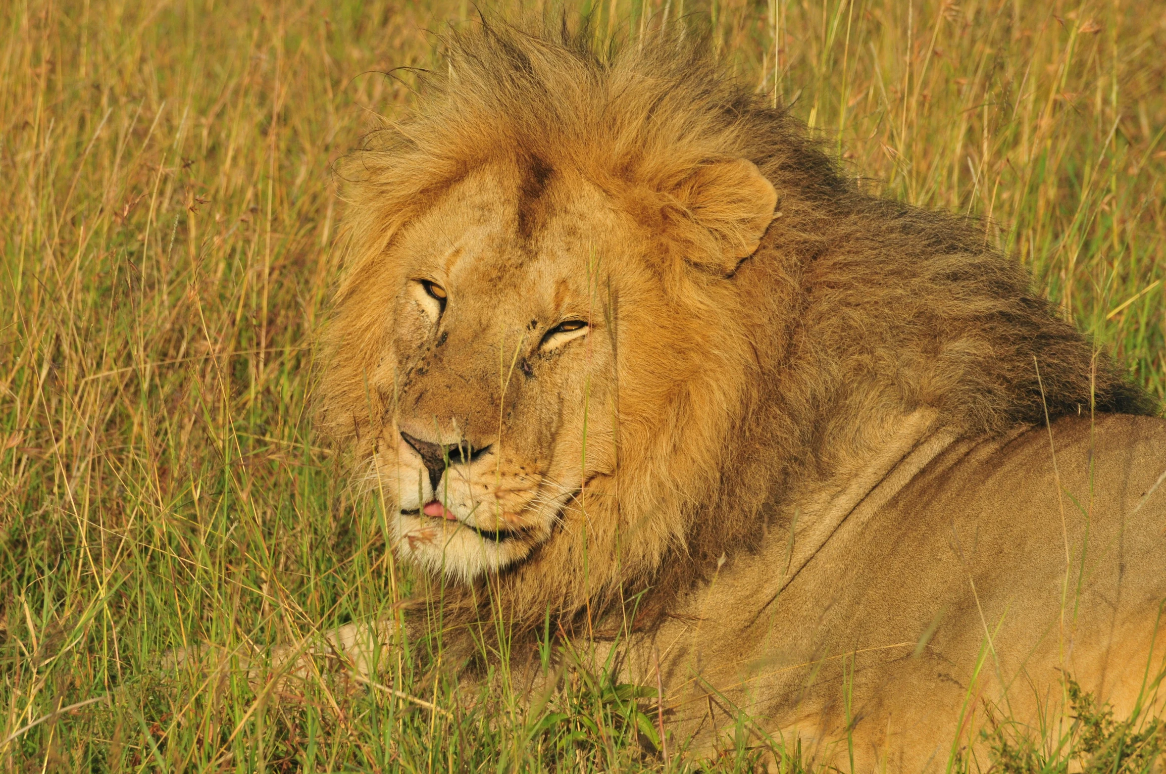 there is a male lion laying in a field