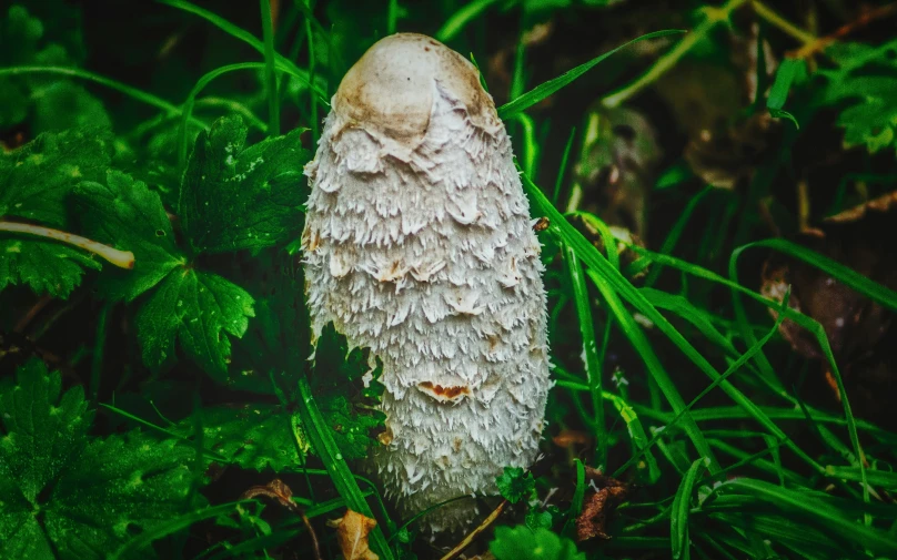 a mushroom with many drops of dew on it