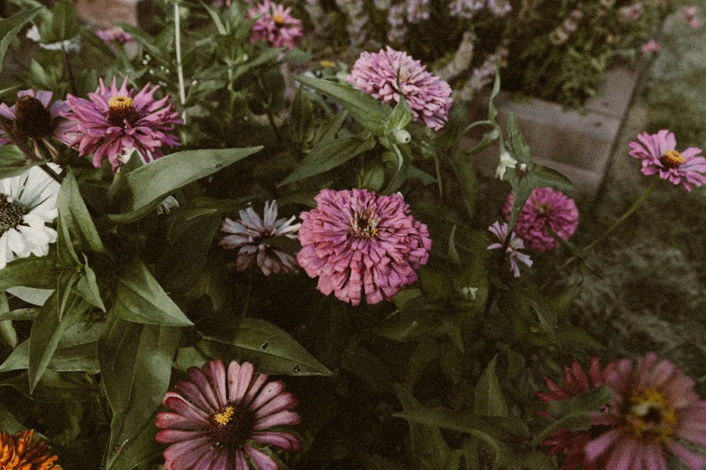 a bunch of flowers that are in the grass