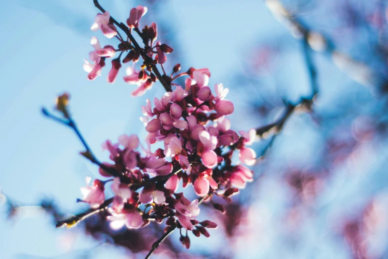 nches with pink flowers are in blossom, against a blue sky