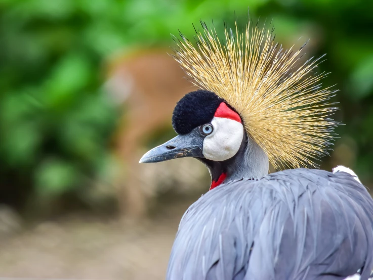 a bird with feathers has a weird head