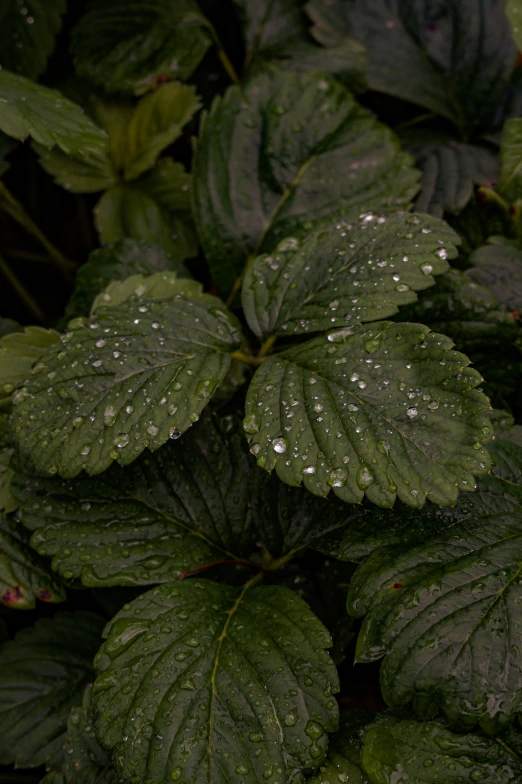 wet leaves in the midst of rain on them